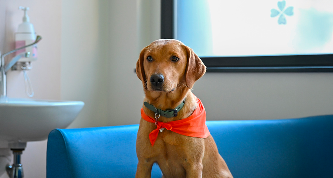 Au CHU de Besançon, un réconfort pour les jeunes patients qui a du poil : Anis la chienne