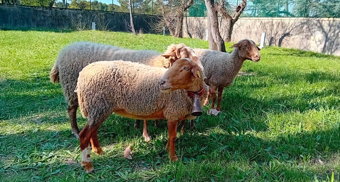Des moutons qui pâturent au CHU de Montpellier !
